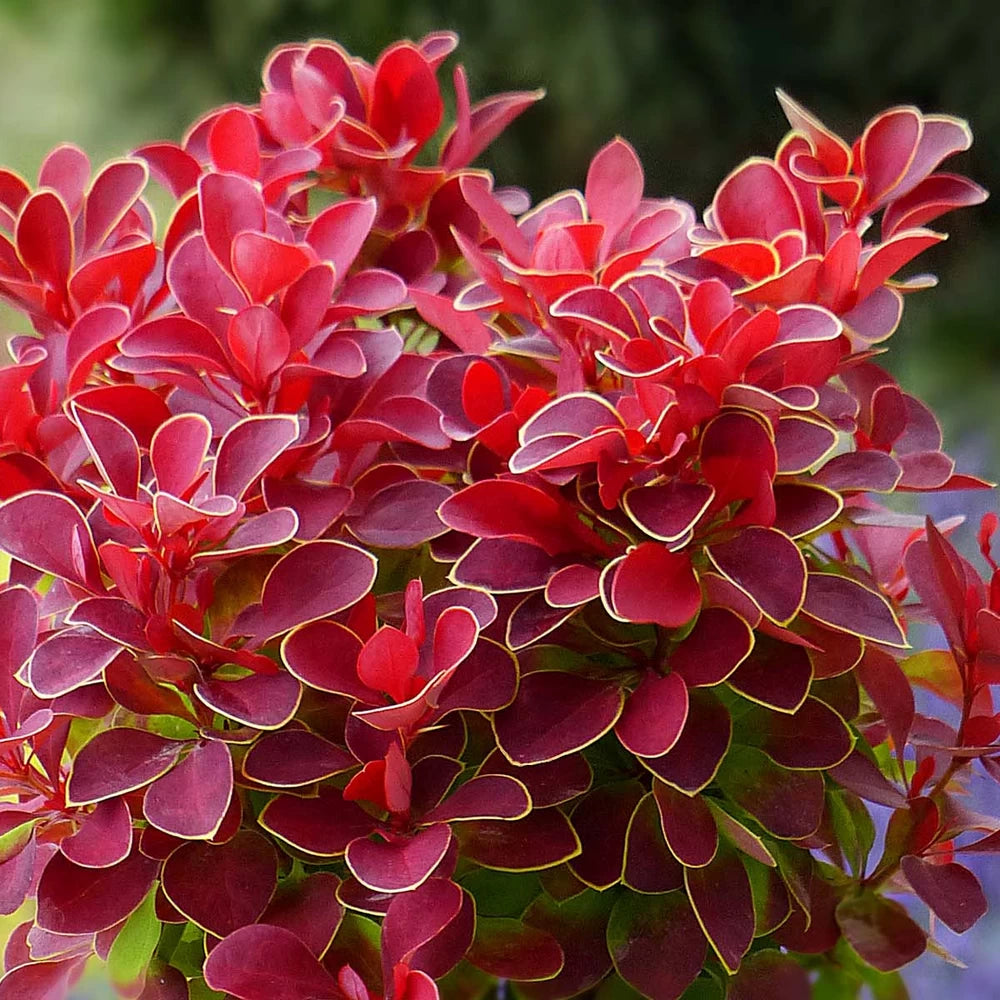 Dracila "Ruby Star" / Berberis thunbergii "Ruby Star" / - Gradina Noastra
