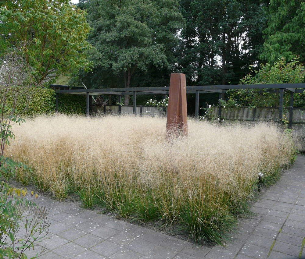 Deschampsia cespitosa "Goldtau" - Gradina Noastra
