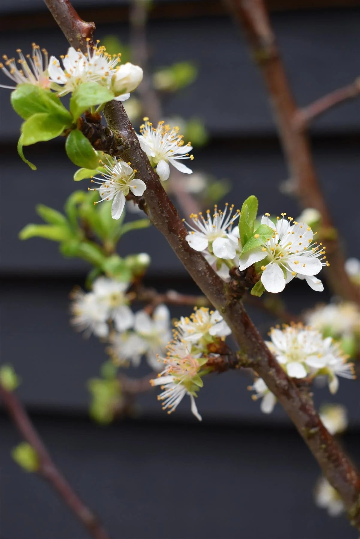 Prun "Stanley" 1.80 - 2.30 m / Prunus domestica "Stanley"/ by gradina-noastra