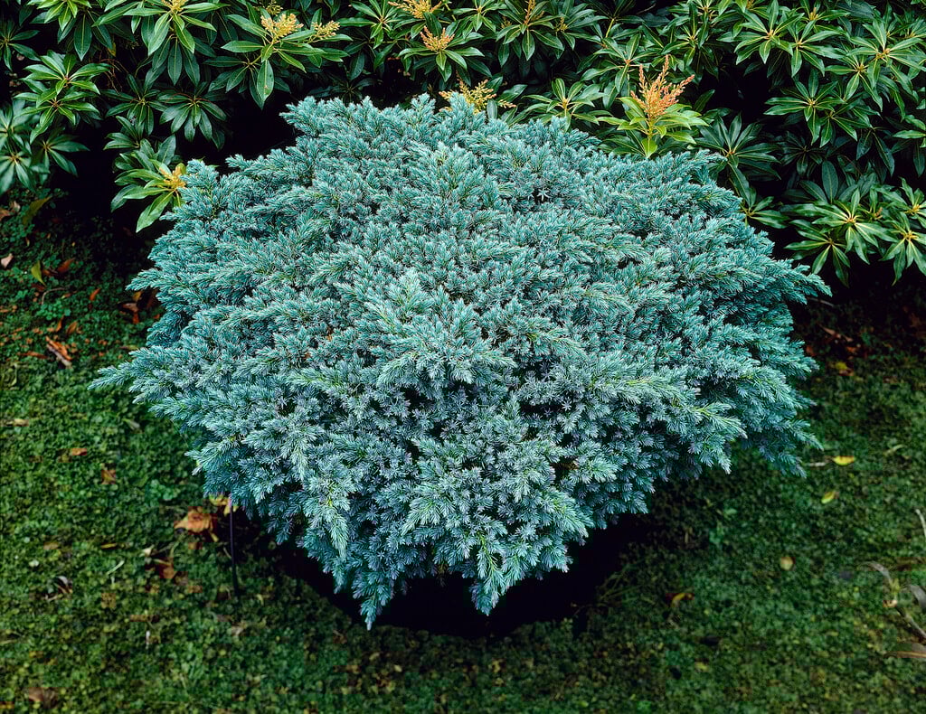 Ienupar "Blue Star" 0.20 - 0.25 m / Juniperus squamata "Blue Star", conifer ornamental cu frunziș albastru, ideal pentru grădină.