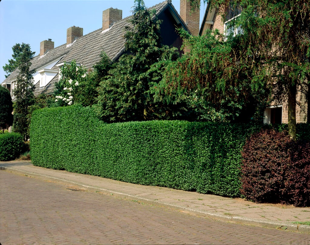Lemn câinesc verde tufa / Ligustrum Ovalifolium / - Gradina Noastra