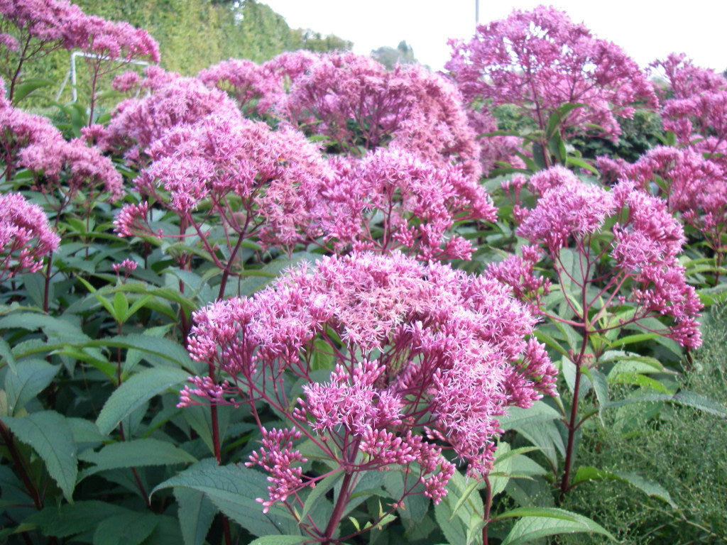 Eupatorium maculatum "Atropurpureum" by Gradina Noastra