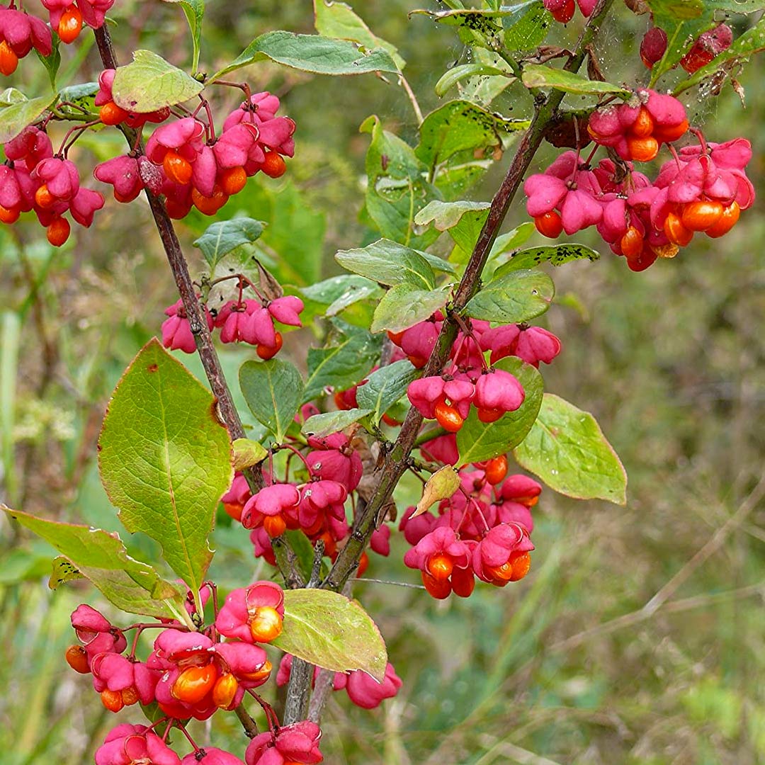 Euonymus alatus "Compactus" multitulpinal / Euonymus alatus "Compactus" /