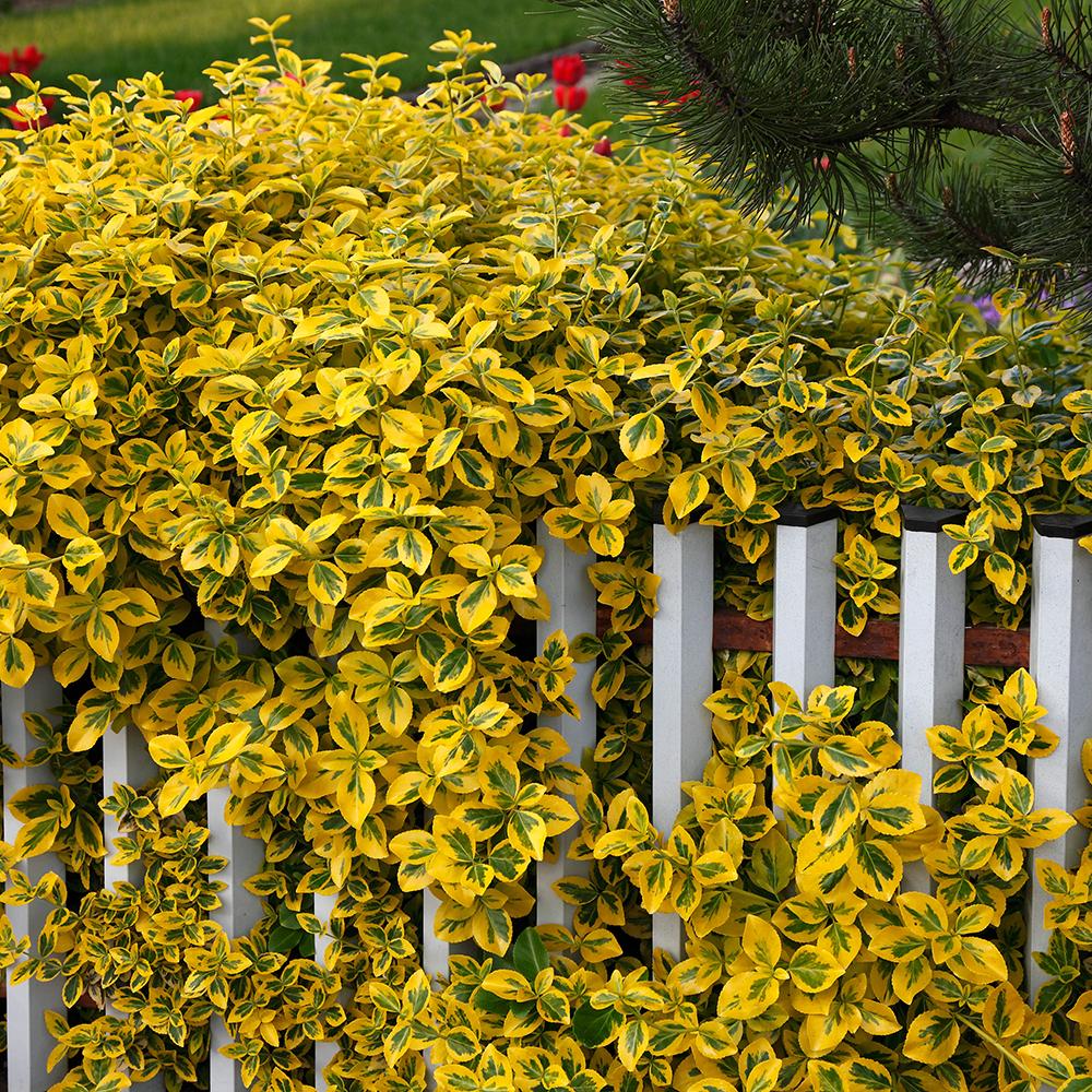 Salba aurie „Emerald Gold” / Euonymus fortunei "Emerald Gold"/ - Gradina Noastra