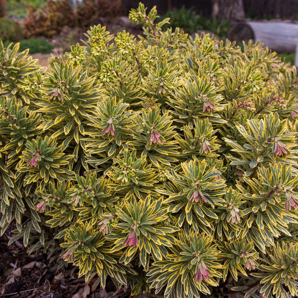 Euphorbia "Ascot Rainbow" by Gradina Noastra