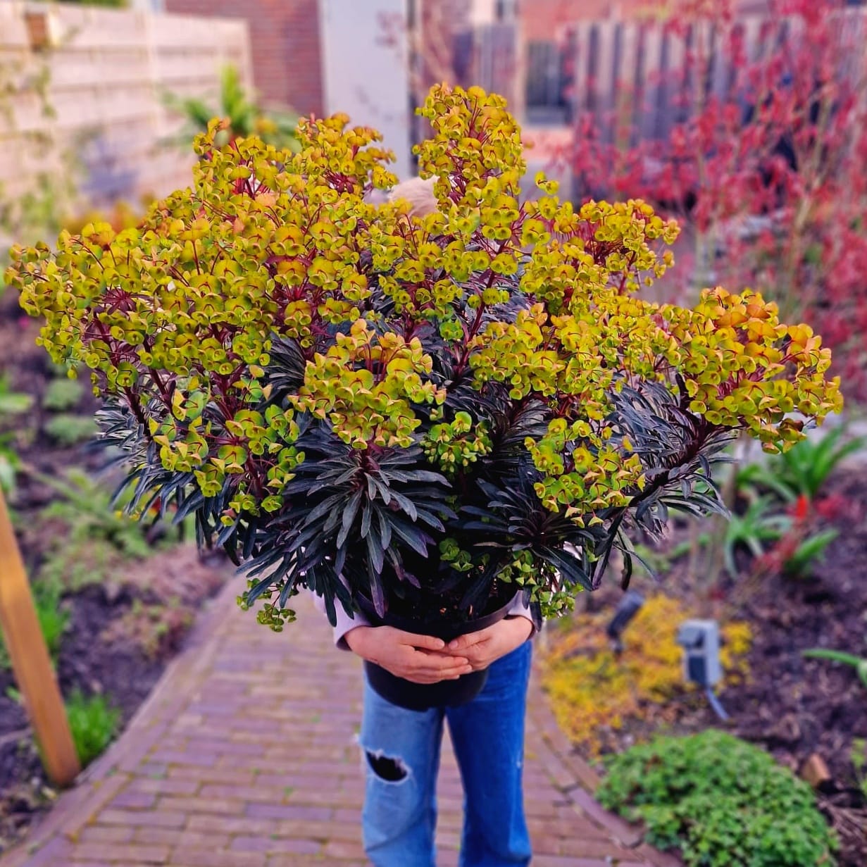 Euphorbia × martinii "Miner’s Merlot" - Gradina Noastra