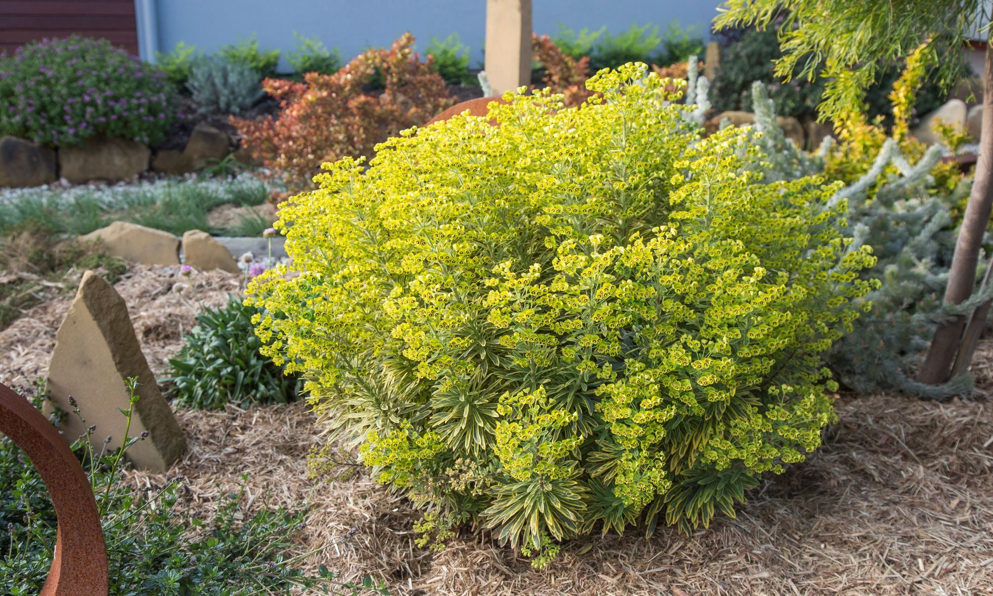 Euphorbia "Ascot Rainbow" by Gradina Noastra