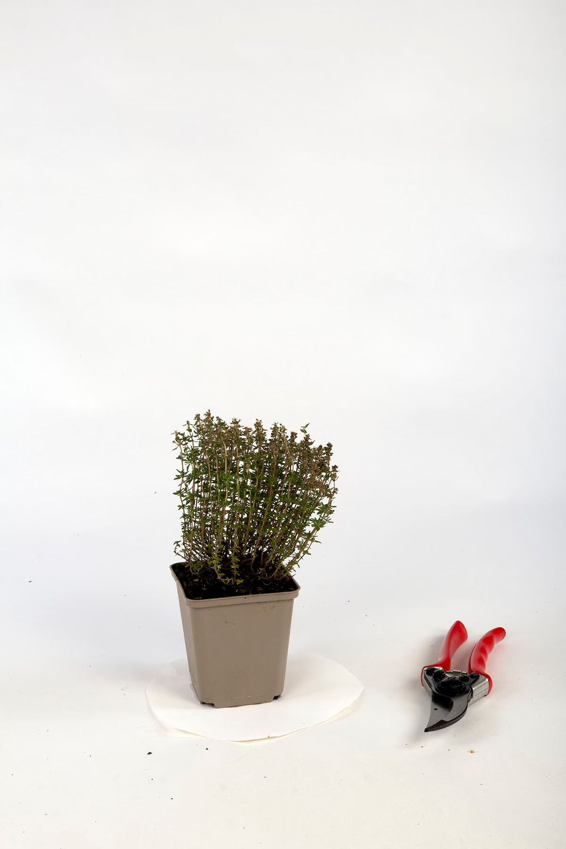 Cimbru comun pitic / Thymus vulgaris "Compactus"/ by Gradina Noastra