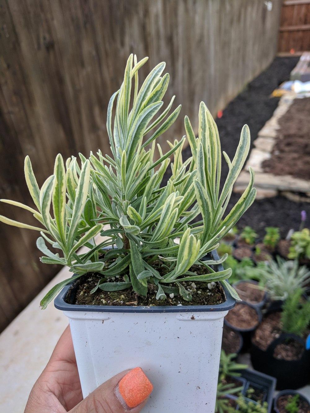 Lavanda "Platinum Blonde" 0.10 m / Lavandula angustifolia "Platinum Blonde"/ by gradina-noastra