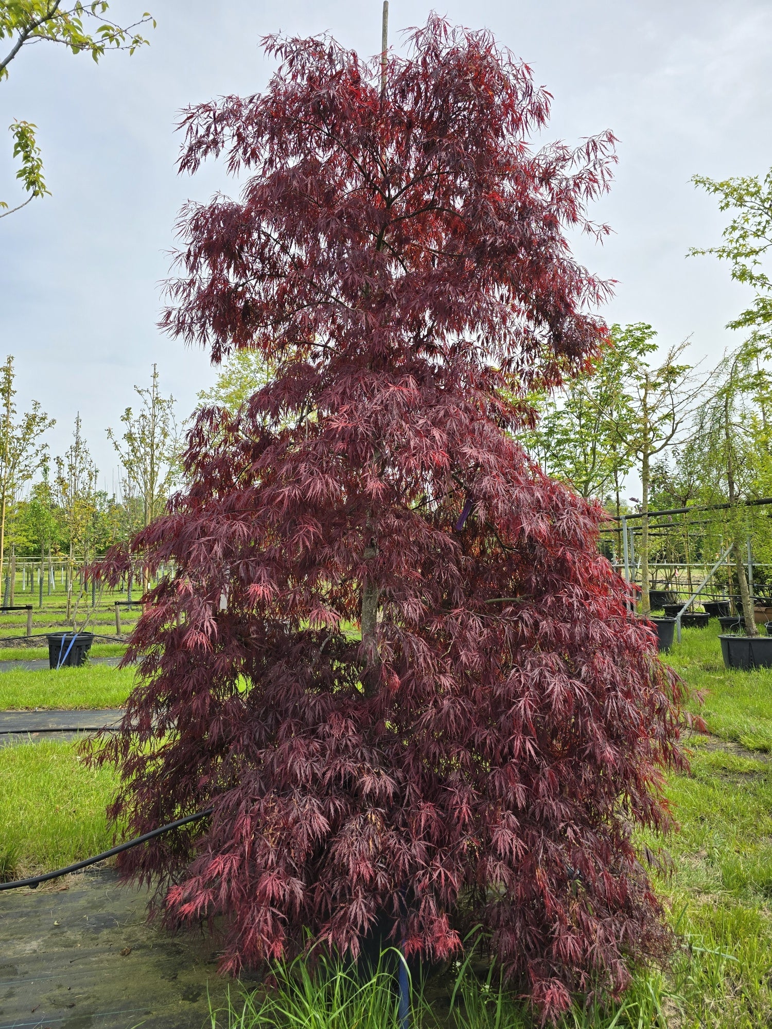 Artar japonez "Tamukeyama" arbore / Acer palmatum dissectum "Tamukeyama"/