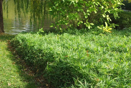 Bambus vesnic verde pitic 0.20 -0.30 m / Pleioblastus pygmaeus "Distichus" / by gradina-noastra