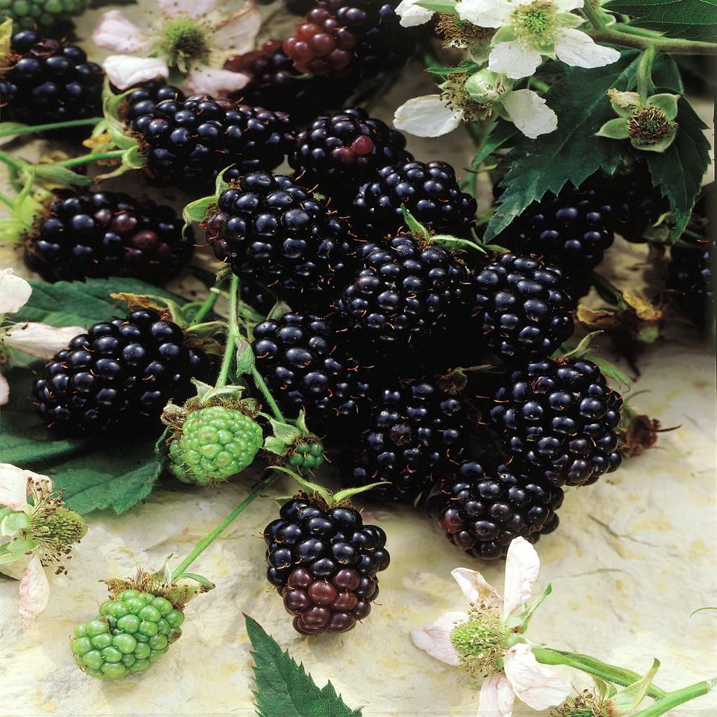 Mur "Thornless Evergreen"/ Rubus "Thornless Evergreen" / - Gradina Noastra
