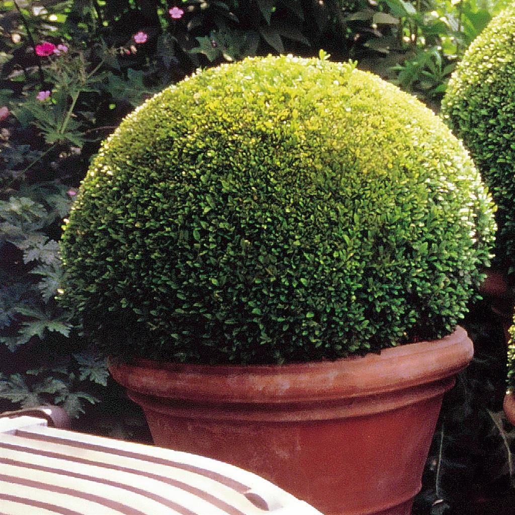 Buxus "Faulkner" minge / Buxus microphylla"Faulkner"/ - Gradina Noastra
