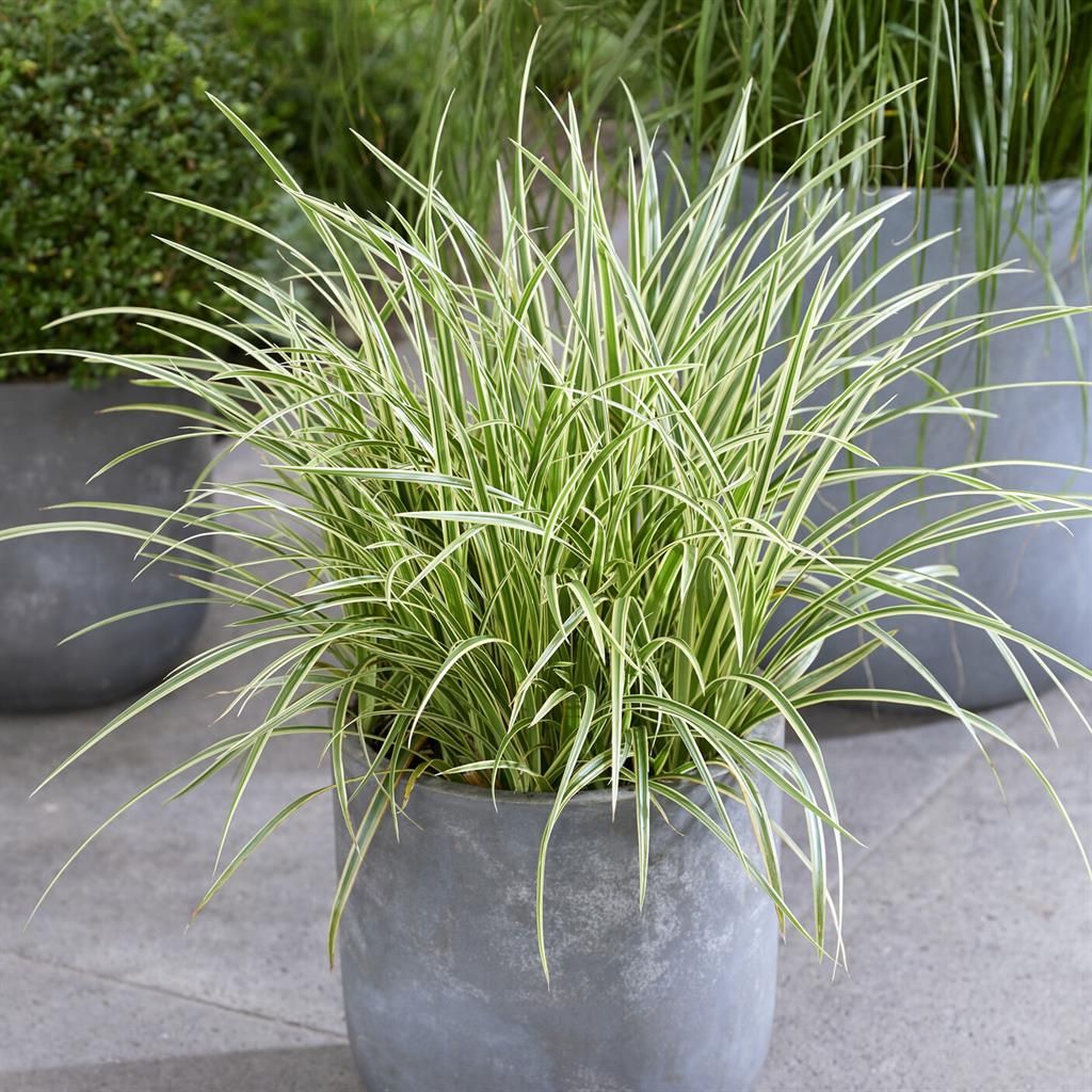 Carex morrowii „Goldband" - Gradina Noastra
