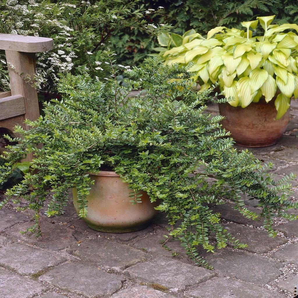 Caprifoi tarator „Maigrun” / Lonicera nitida "Maigruen" /