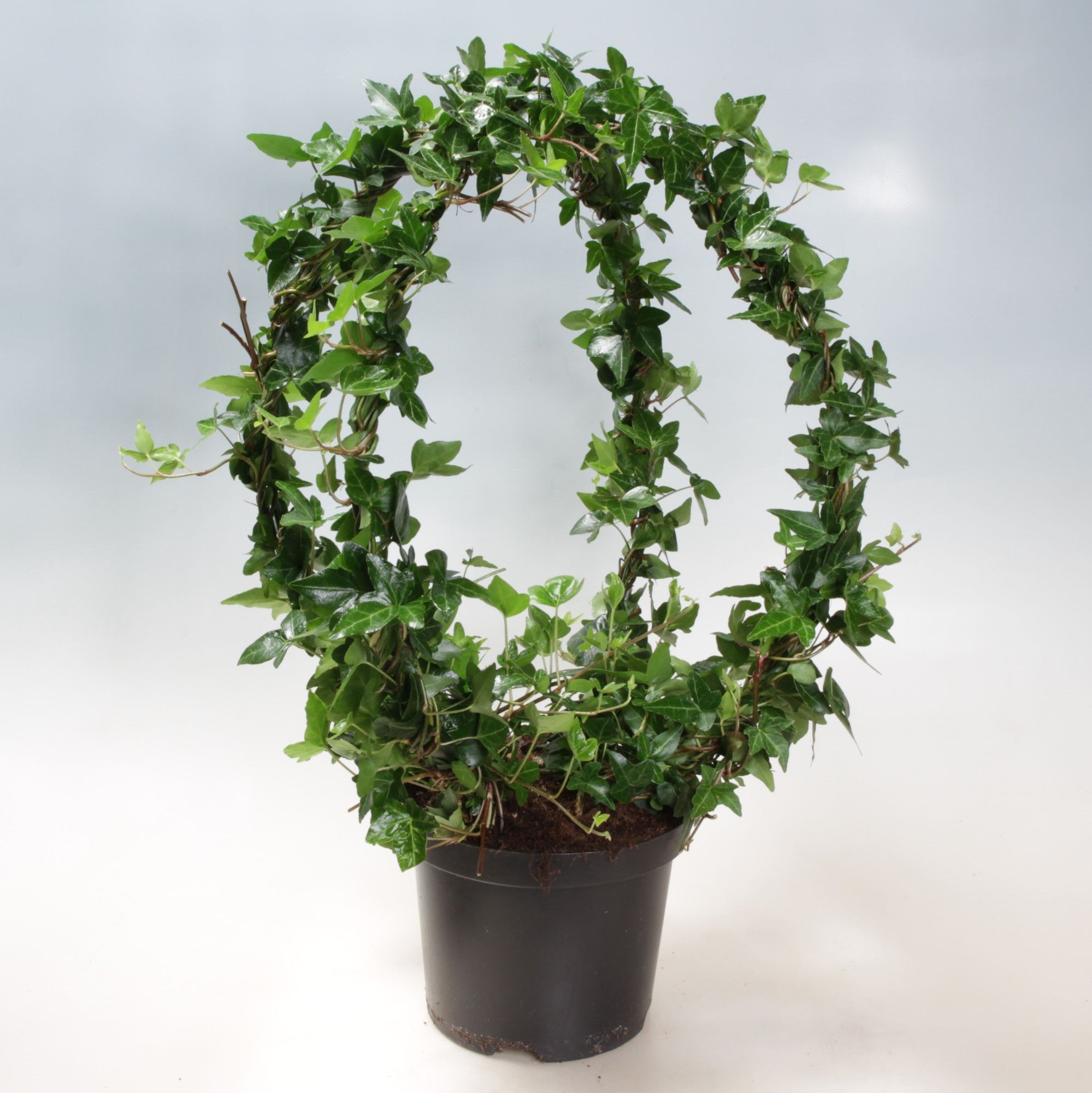 Iedera 0.50 m / Hedera helix mix / by gradina-noastra