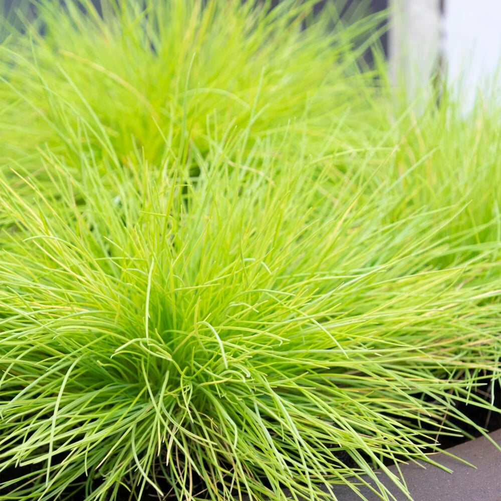 Iarbă albastră "Ami Gold" / Festuca glauca "Ami Gold"/ - Gradina Noastra