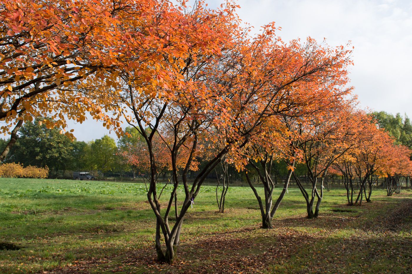 Arbore de stafide 2.00 - 2.50 m / Amelanchier lamarckii / by gradina-noastra