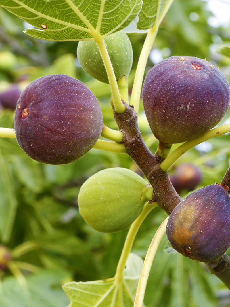 Smochin „Brown Turkey” / Ficus carica „Brown Turkey” cu fructe coapte, ideal pentru grădini și plante ornamentale.