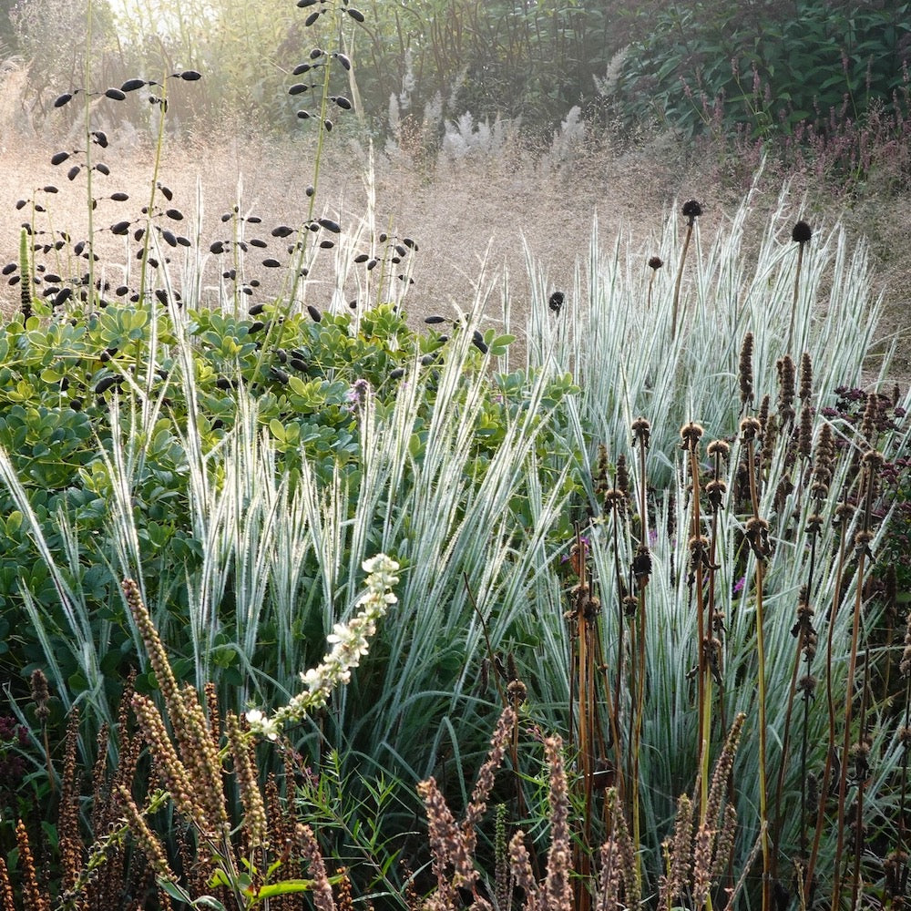 Schizachyrium scoparium "Ha Ha Tonka" - Gradina Noastra