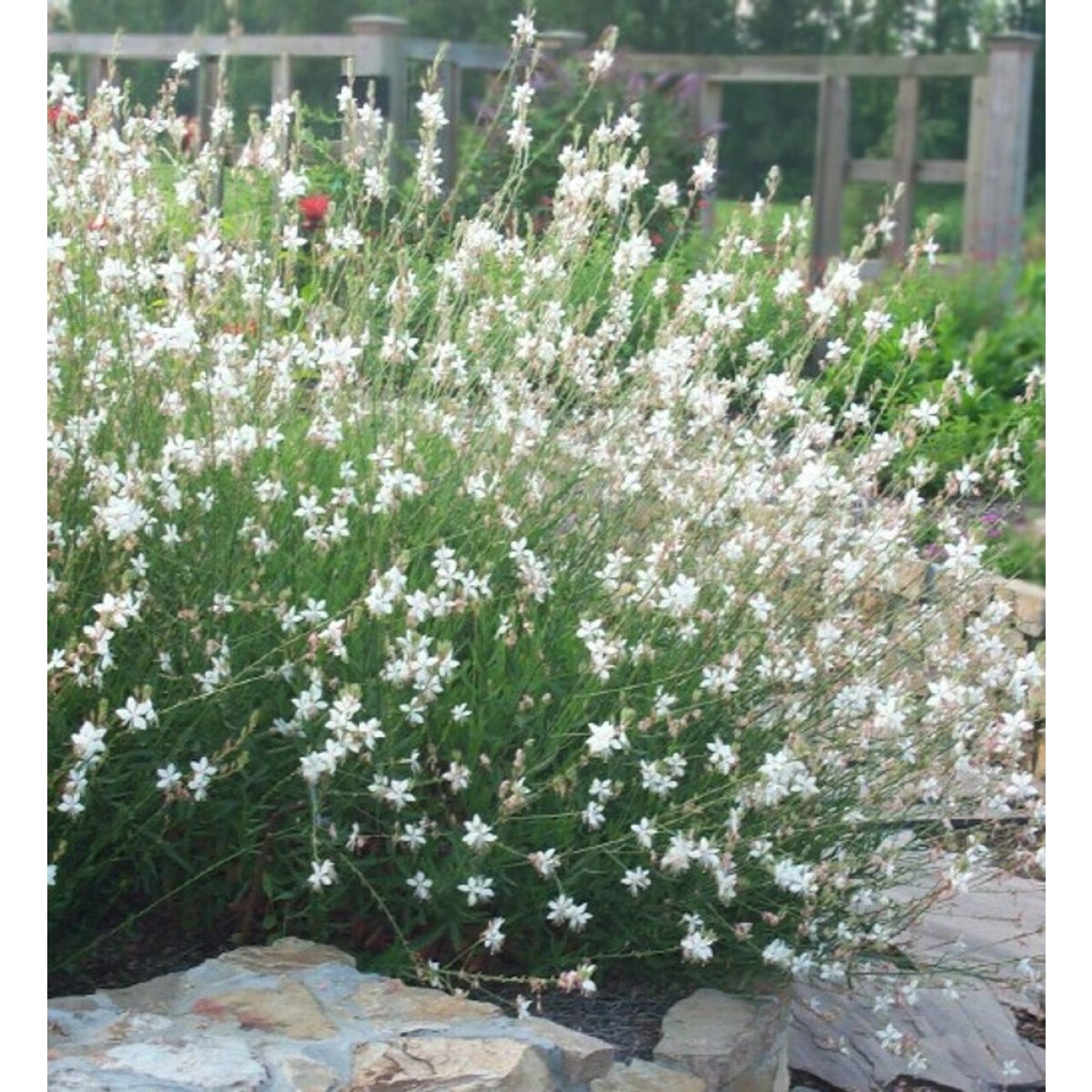 Gaura lindheimeri "Whirling Butterflies" by Gradina Noastra