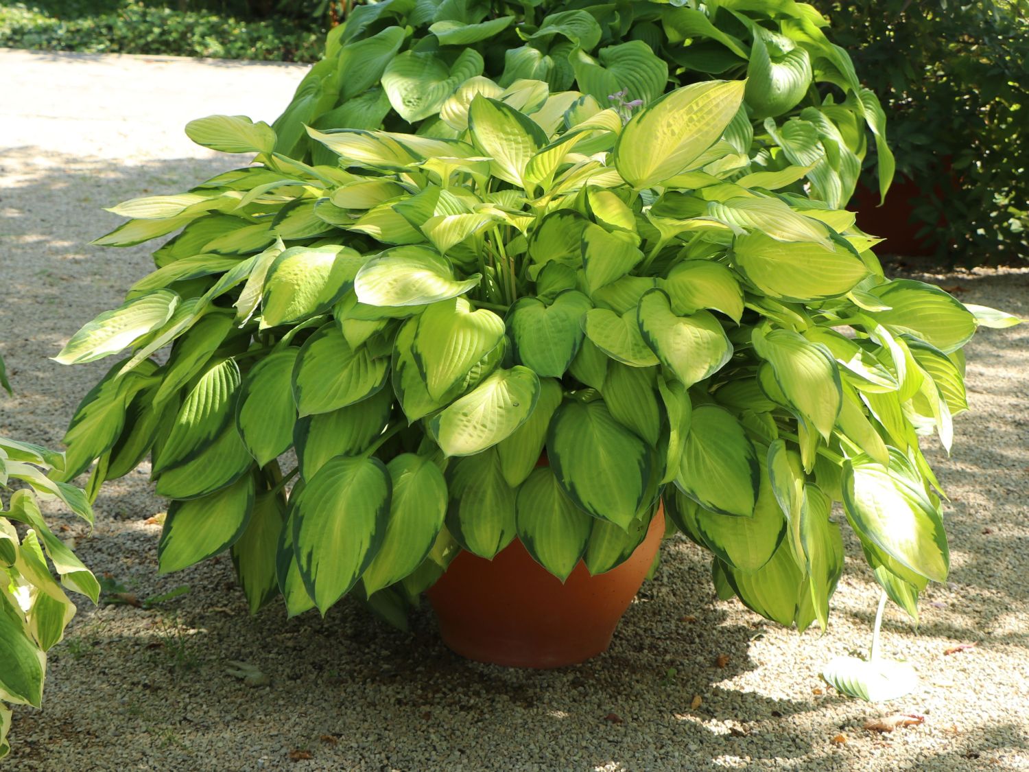 Crin de toamna "Gold Standard" / Hosta "Gold Standard" - Gradina Noastra