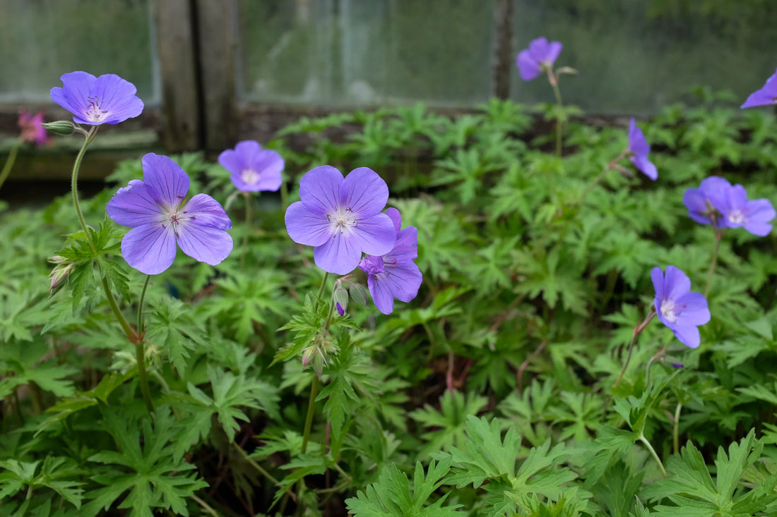 Geranium "Brookside" by Gradina Noastra