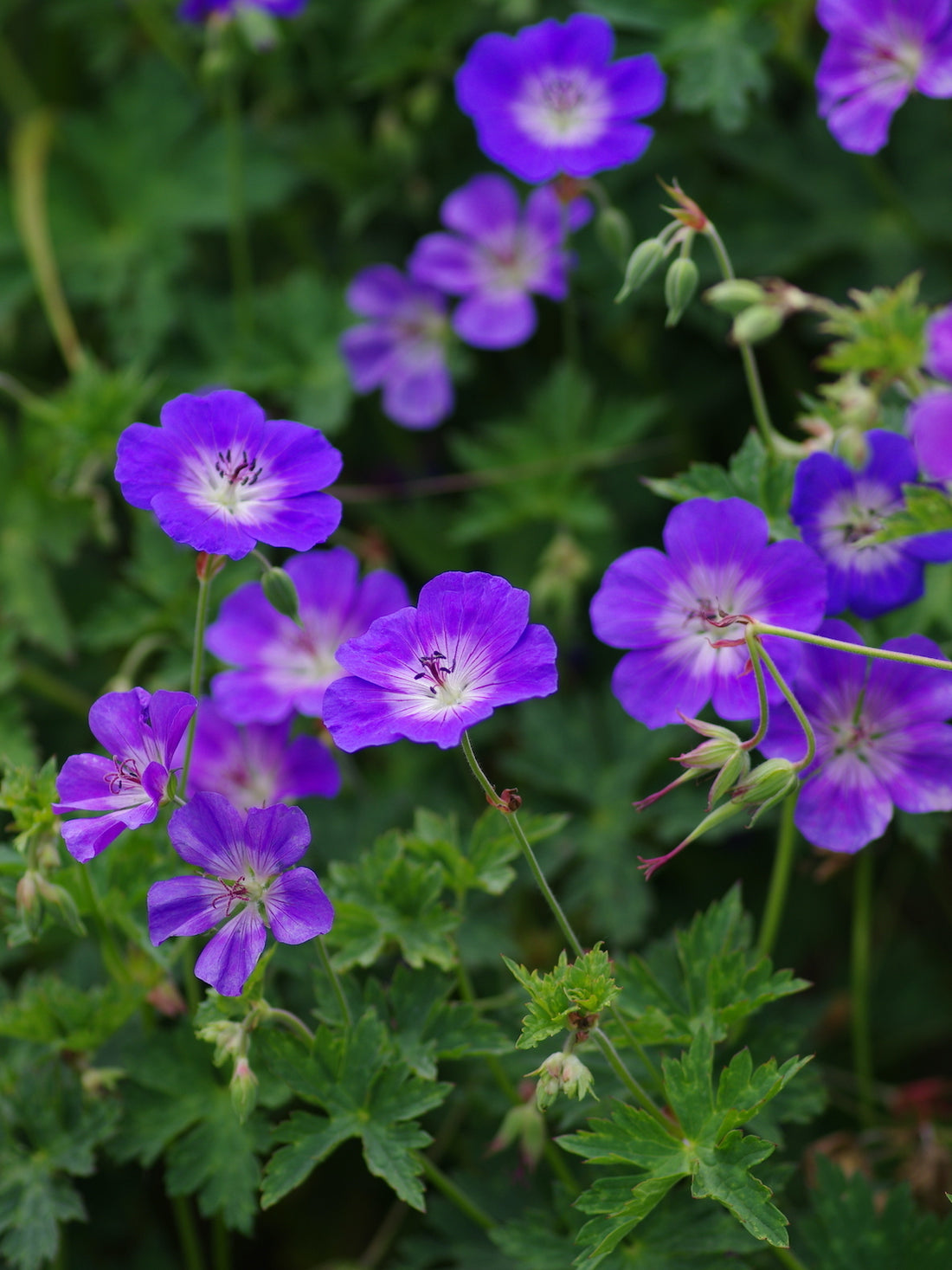 Geranium "Rozanne" by Gradina Noastra