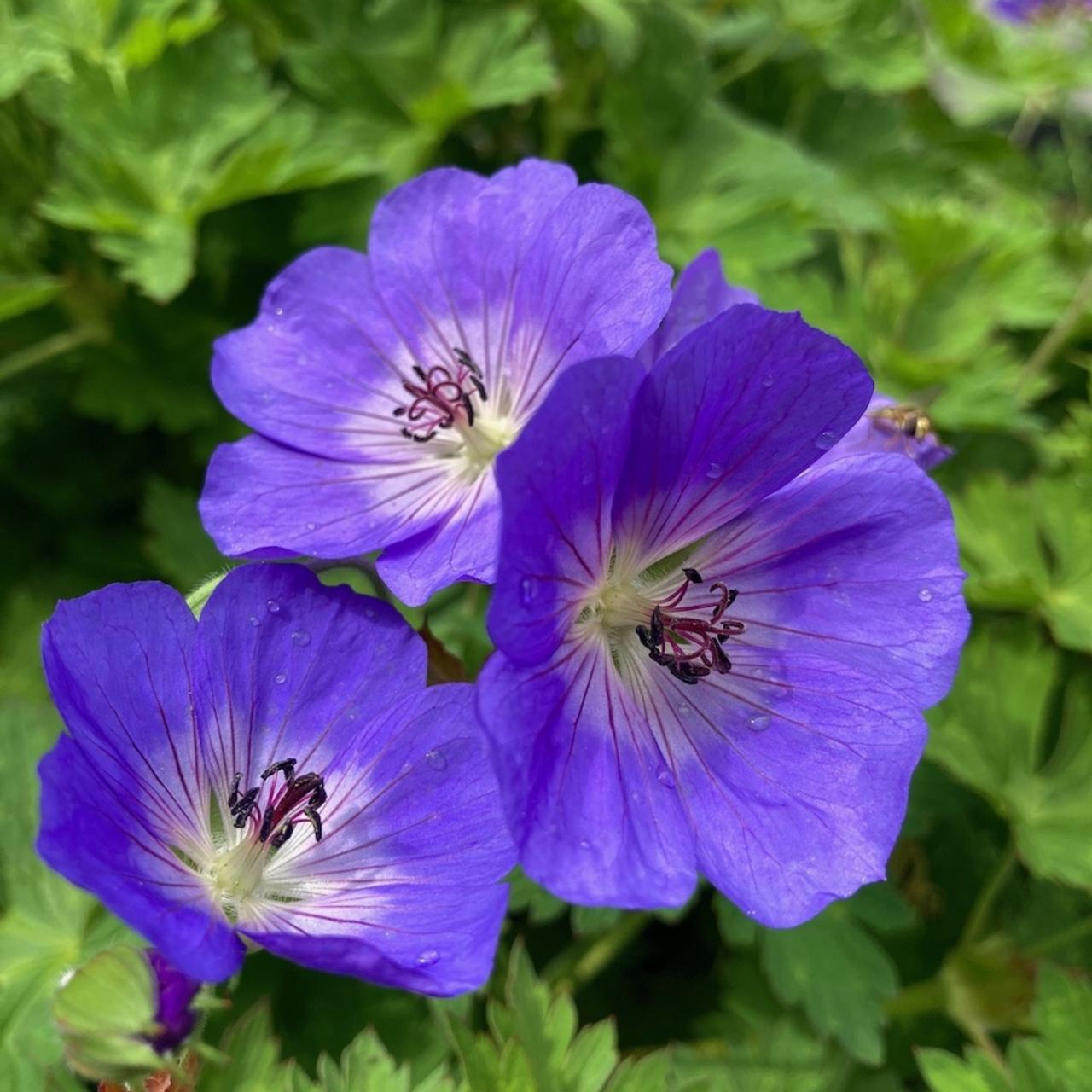 Geranium "Rozanne" by Gradina Noastra