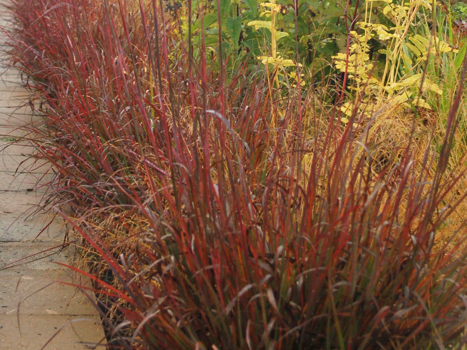 Andropogon gerardii "Red October" 0.20 - 0.30 m by gradina-noastra