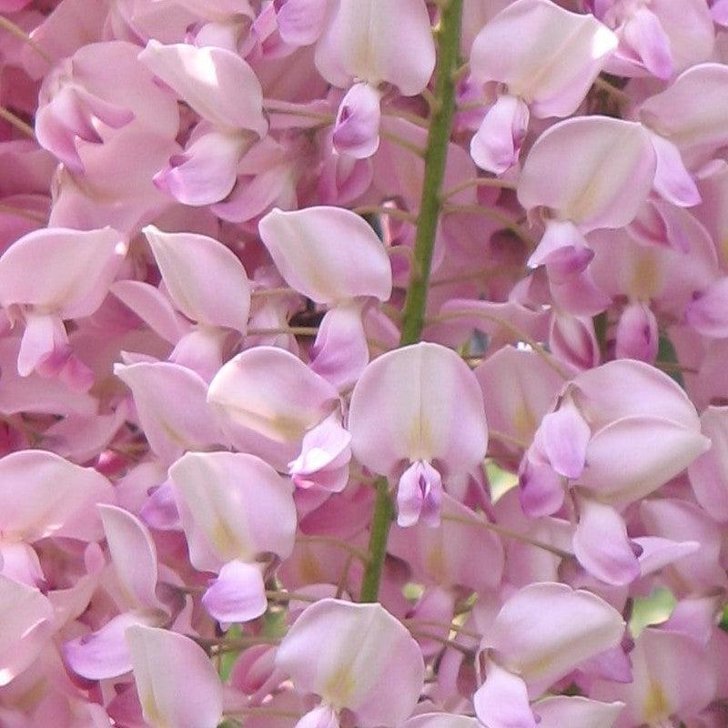 Glicina chinezească 2.00 m / Wisteria chinensis / gradina-noastra