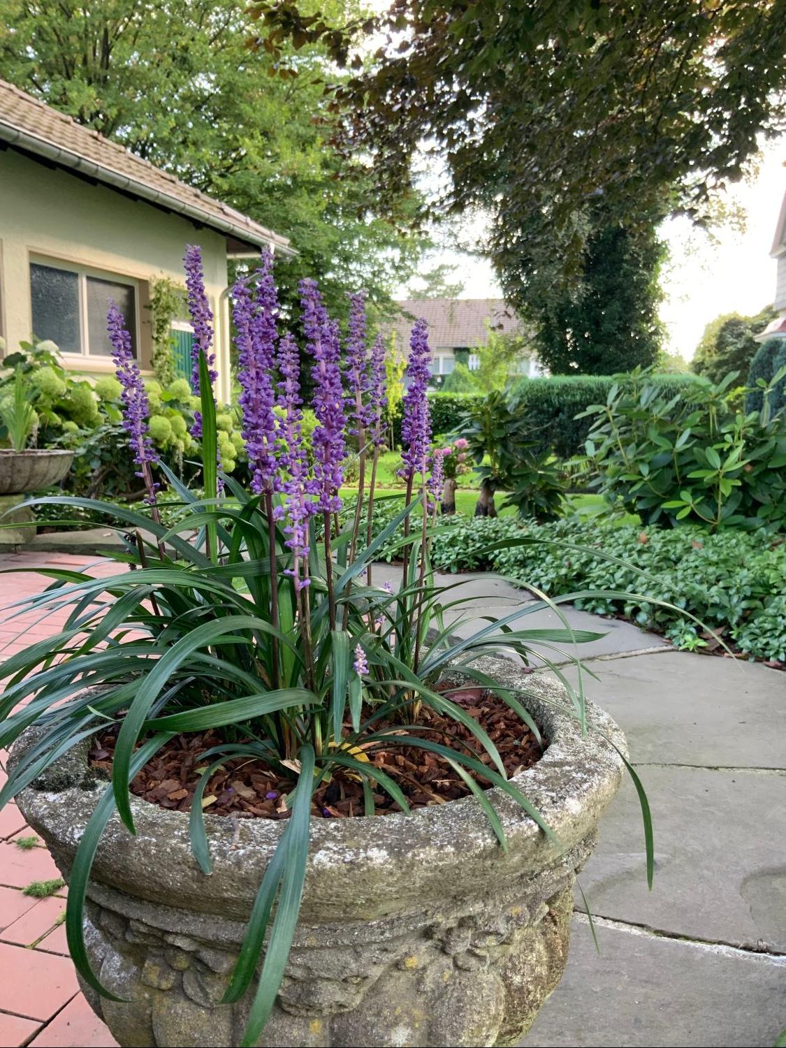 Liriope muscari "Ingwersen" - Gradina Noastra