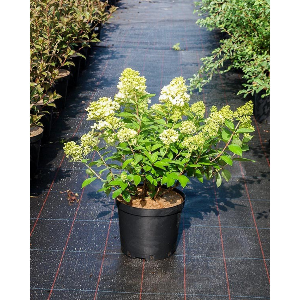 Hortensia paniculata "Grandiflora", o plantă decorativă cu flori albe, ideală pentru grădini. Disponibilă acum!