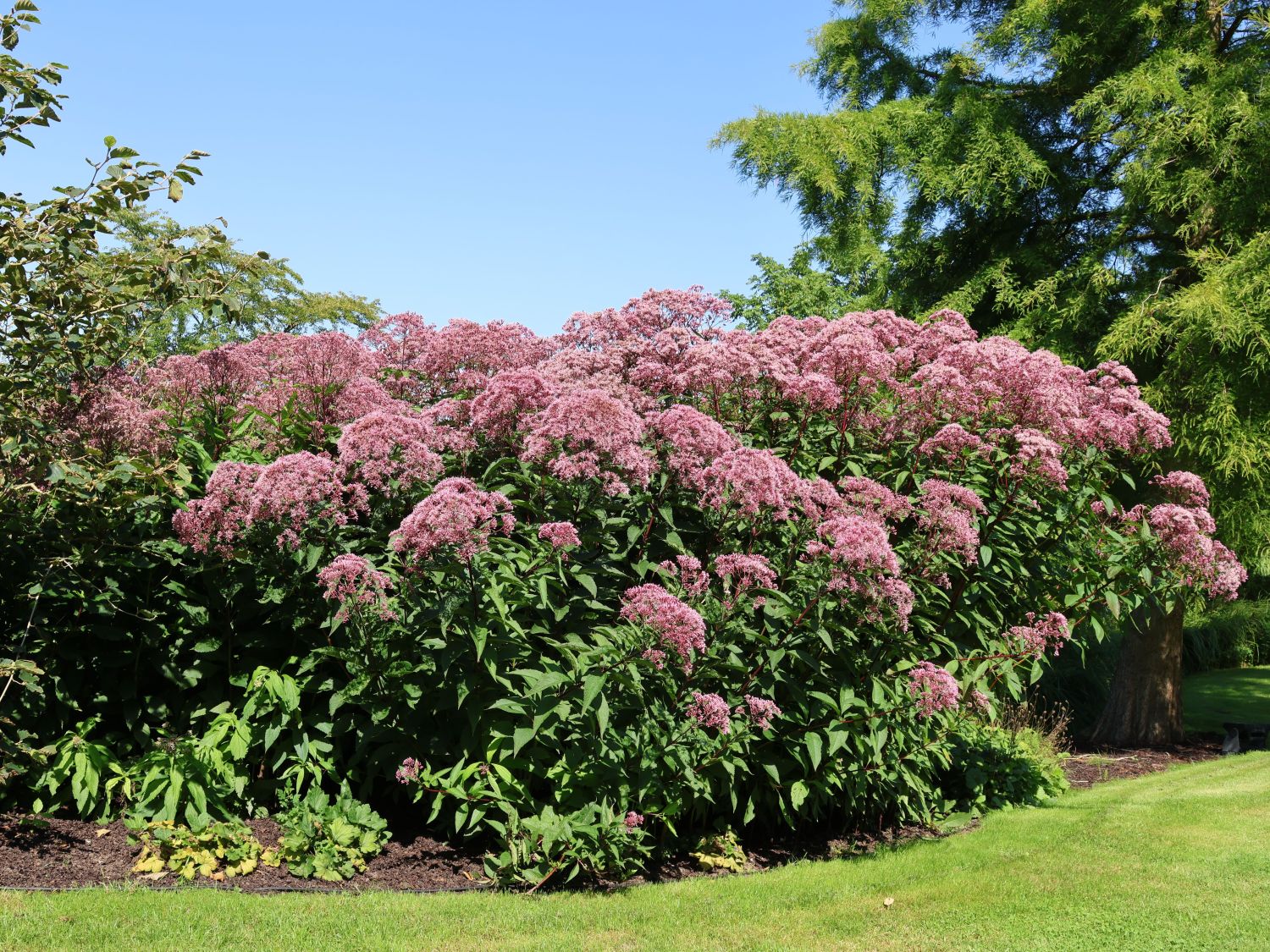 Eupatorium maculatum "Atropurpureum" - Gradina Noastra