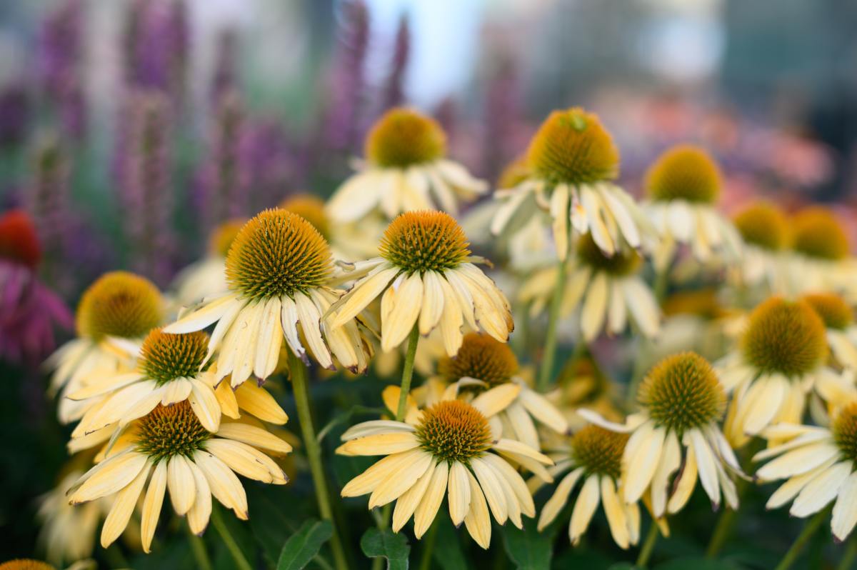 Echinacea purp. "Harvest Moon" 0.20 - 0.40 m by gradina-noastra