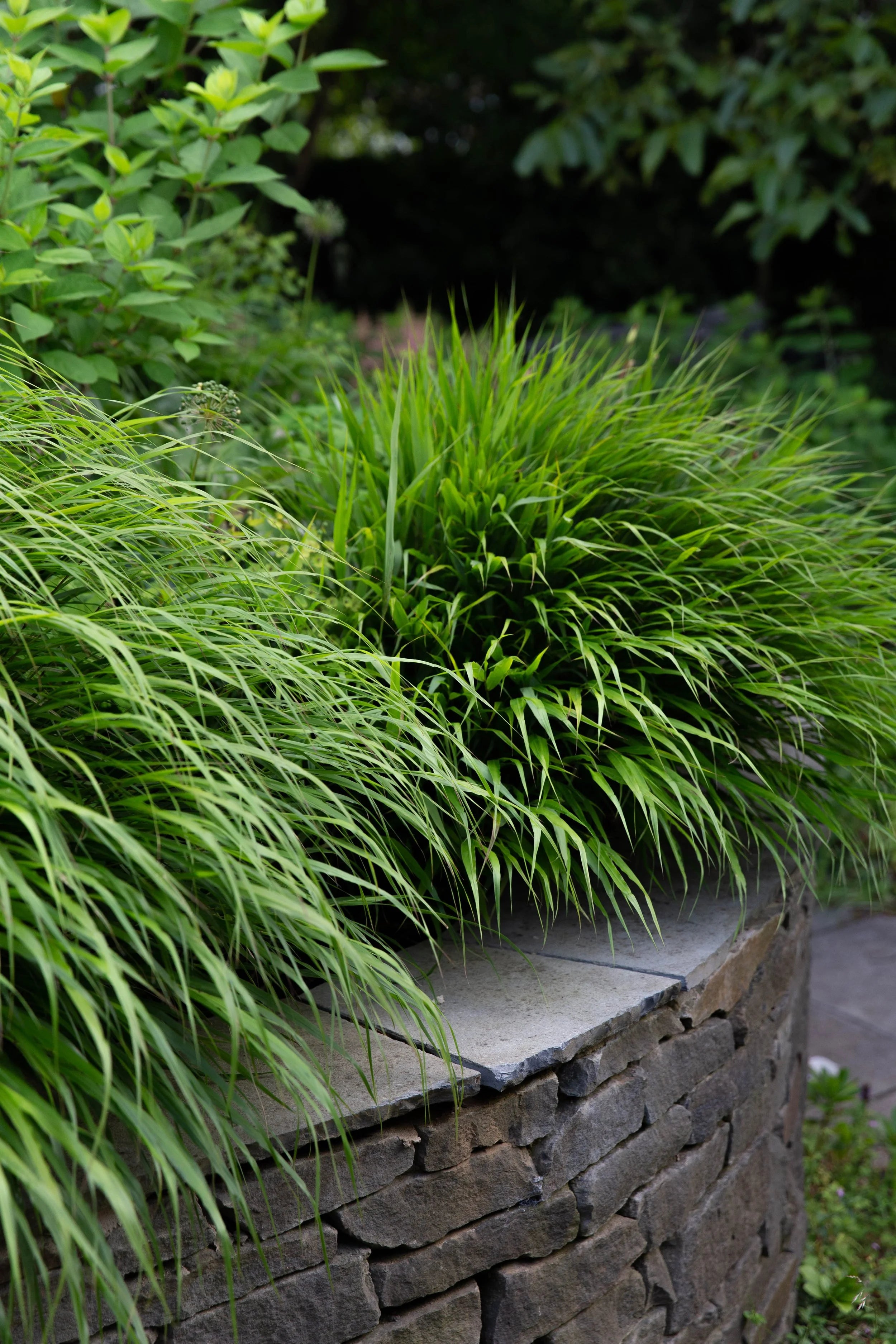 Hakonechloa macra / Hakonechloa macra / - Gradina Noastra