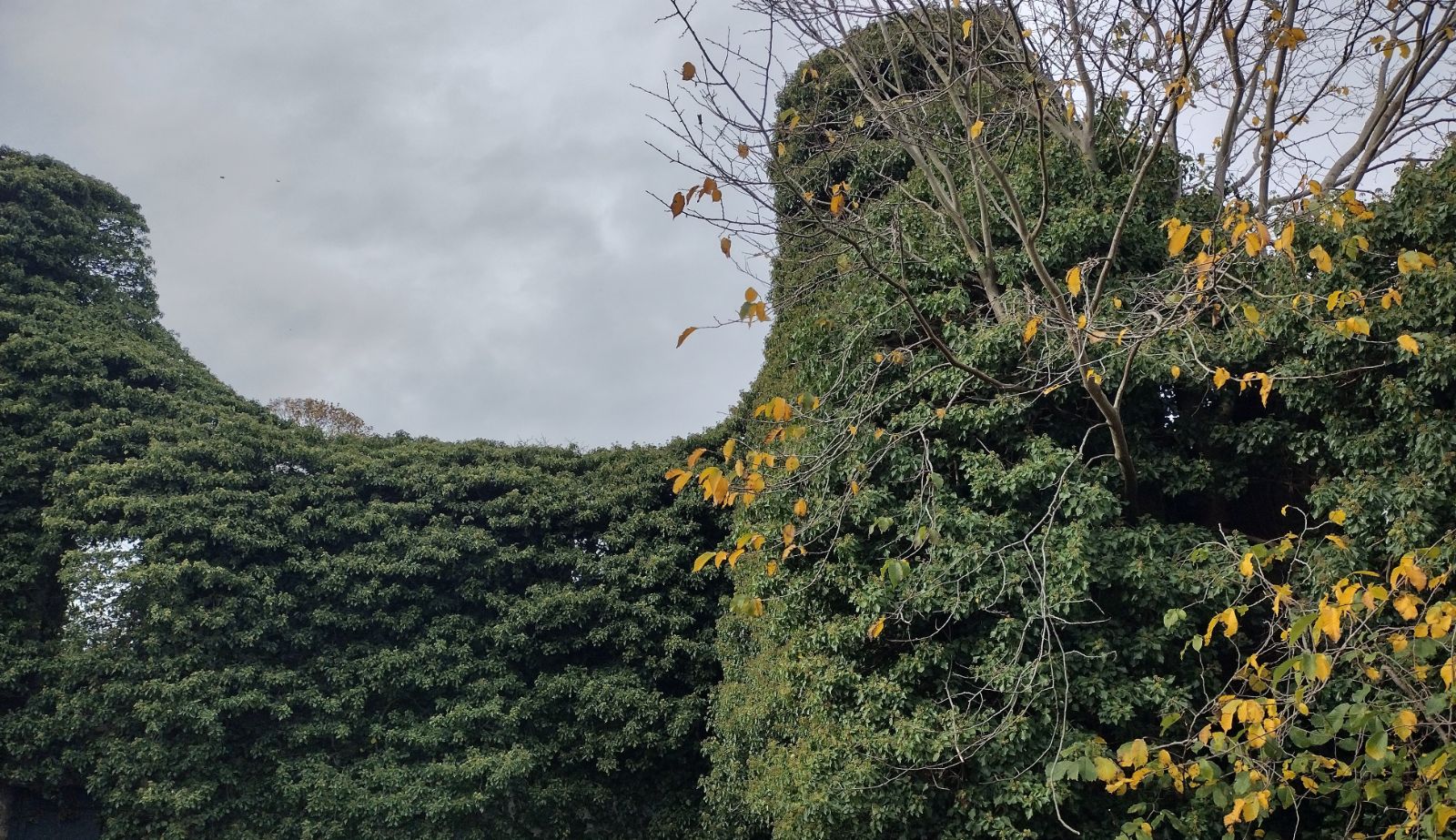 Iedera 0.50 m / Hedera helix mix / by gradina-noastra