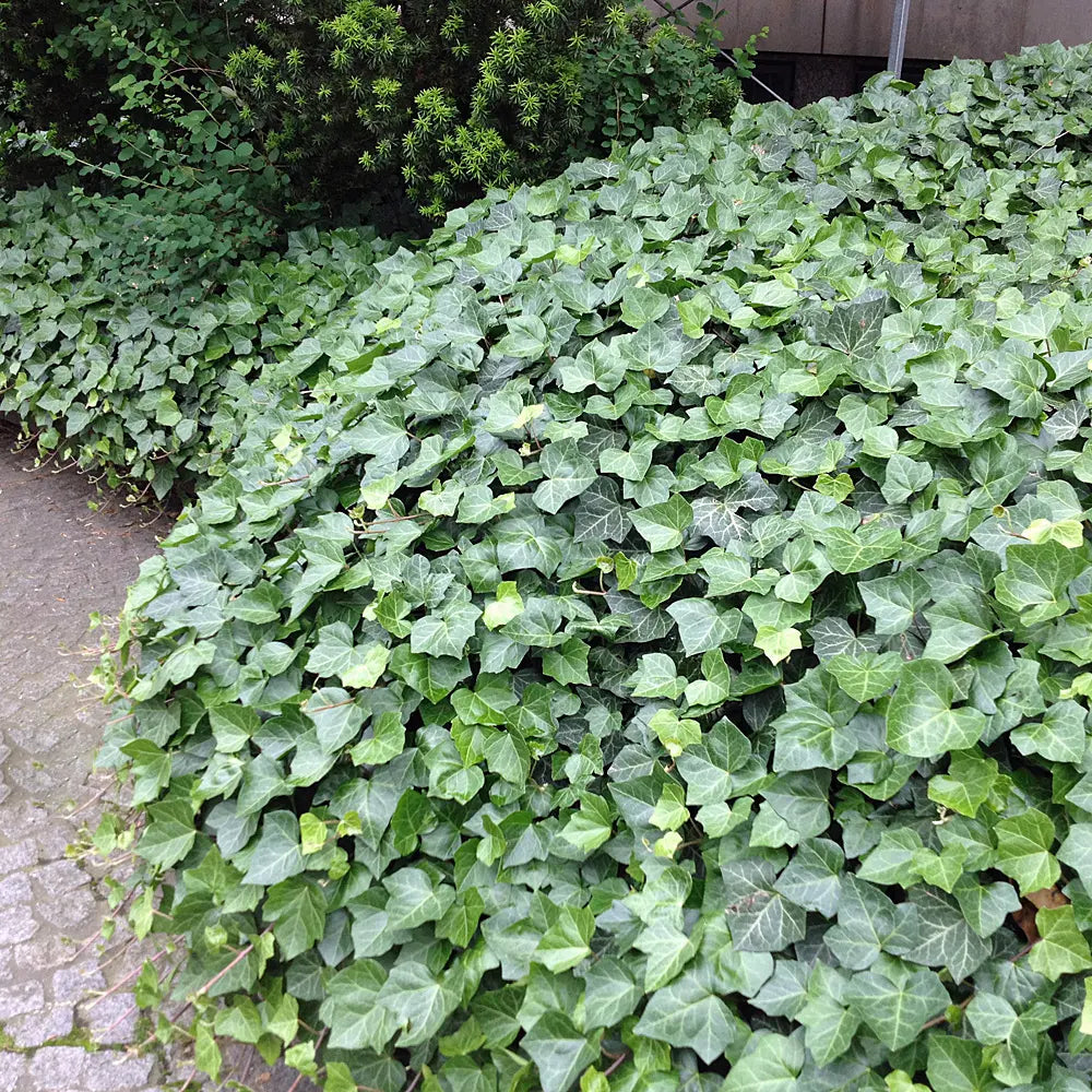Iedera "Hybernica" / Hedera helix "Hybernica"/