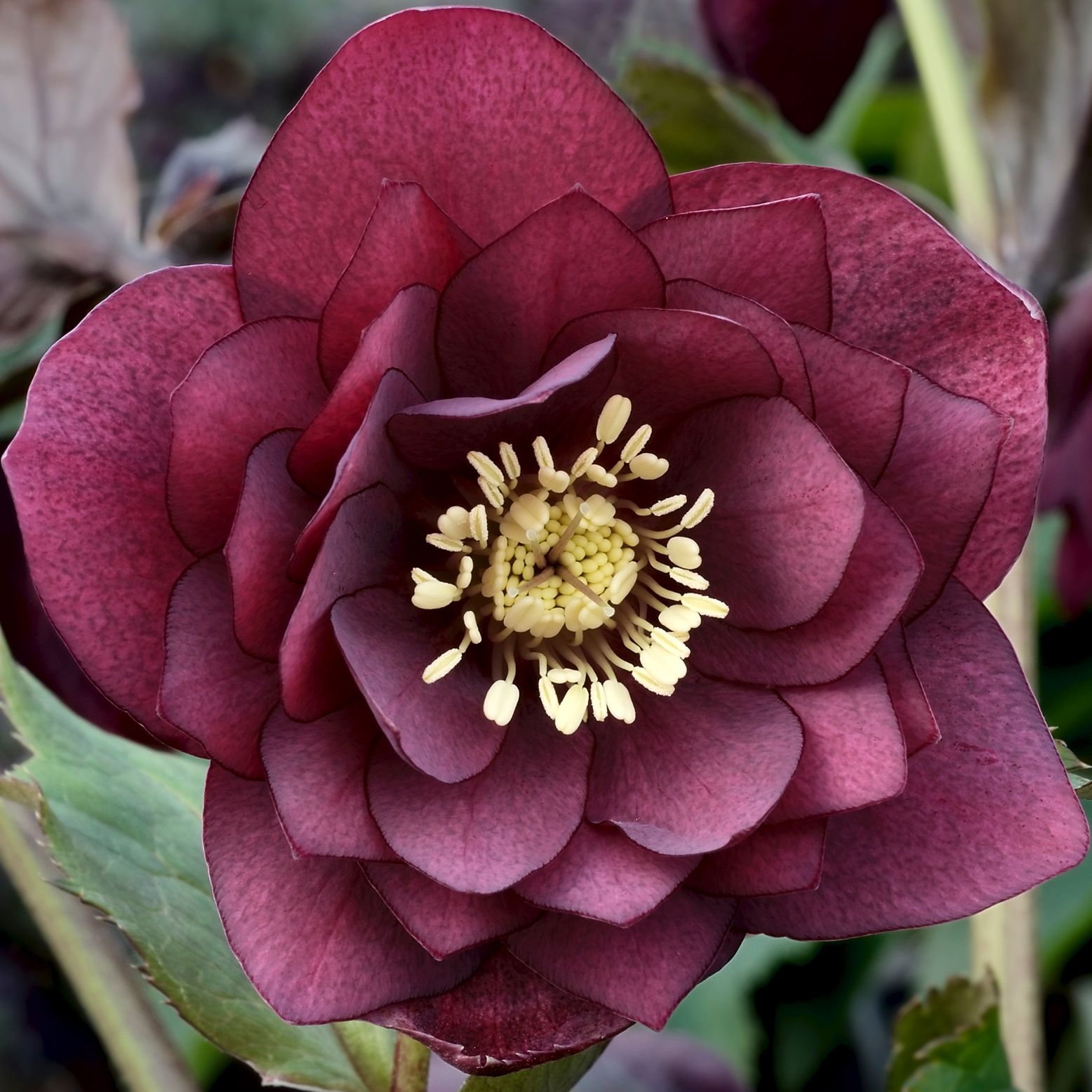 Spanz "Double-Ellen Red" / Helleborus orientalis "Double-Ellen Red" / - Gradina Noastra