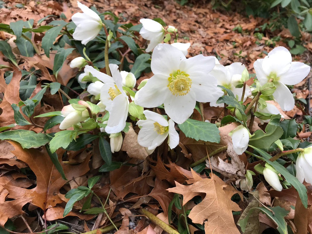 Spanz / Helleborus niger / - Gradina Noastra