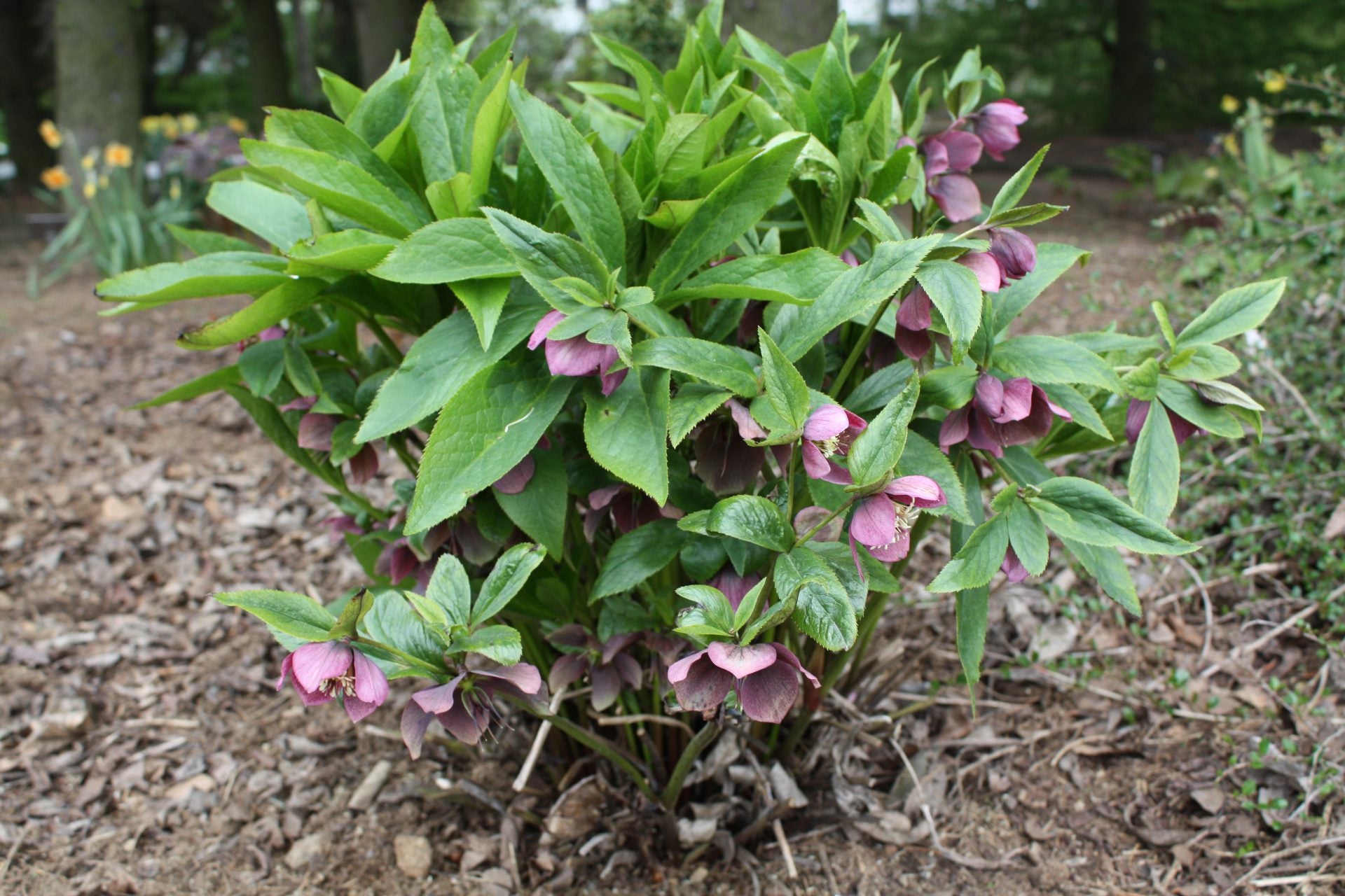 Helleborus orientalis by Gradina Noastra