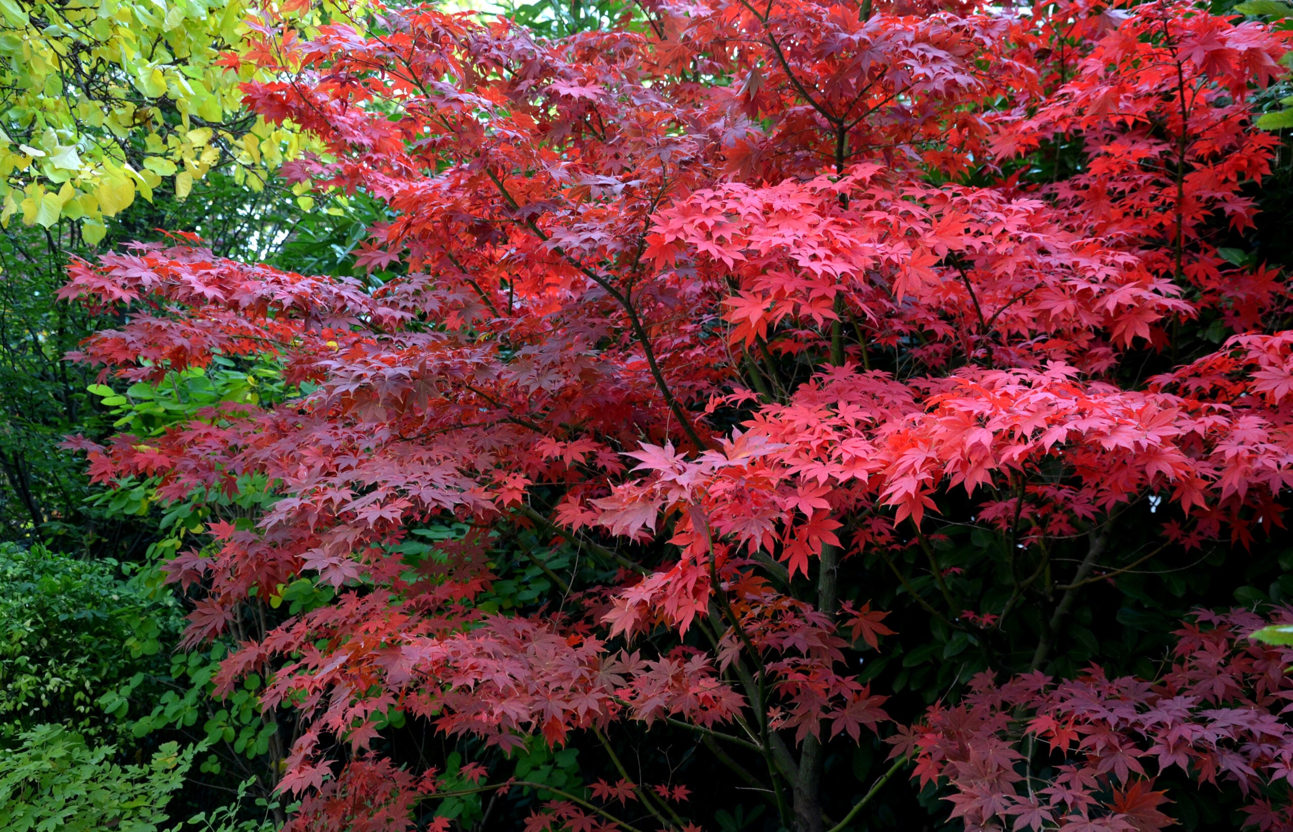 Artar japonez "Bloodgood" / Acer palmatum "Bloodgood" / - Gradina Noastra