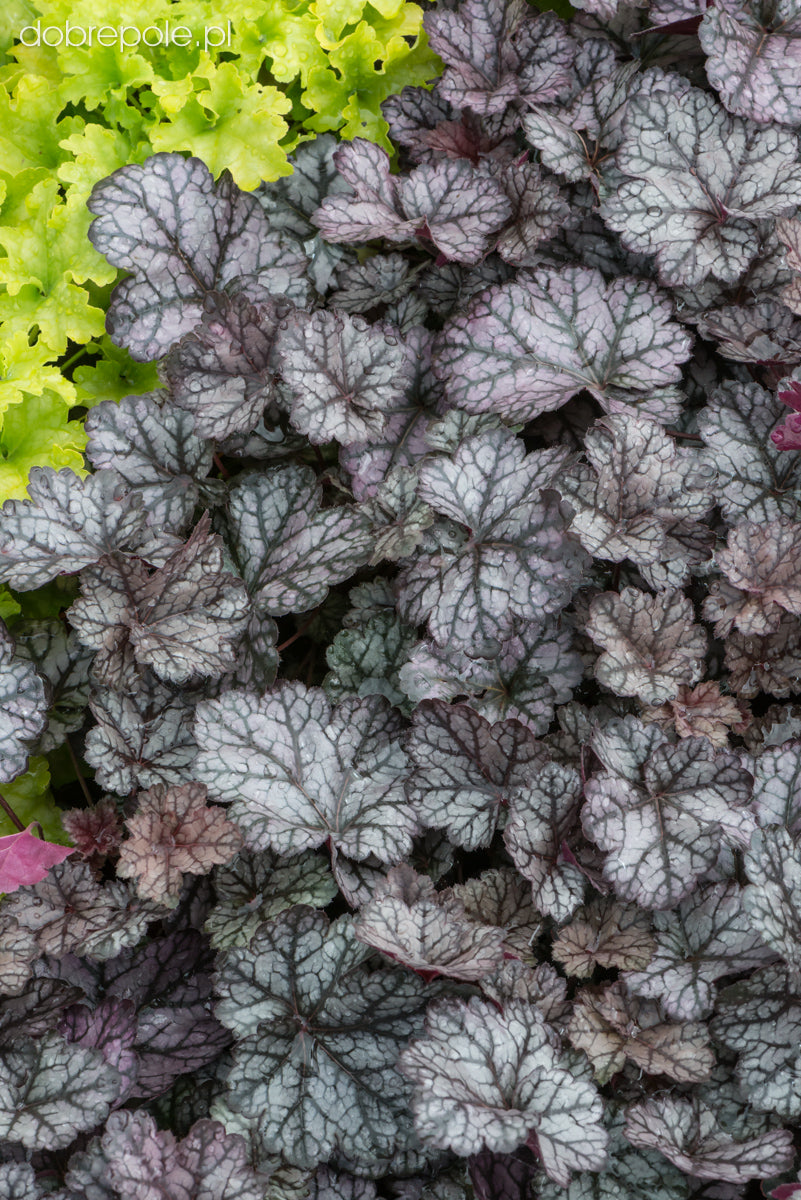 Heuchera "Glitter" 0.10 - 0.20 m by gradina-noastra