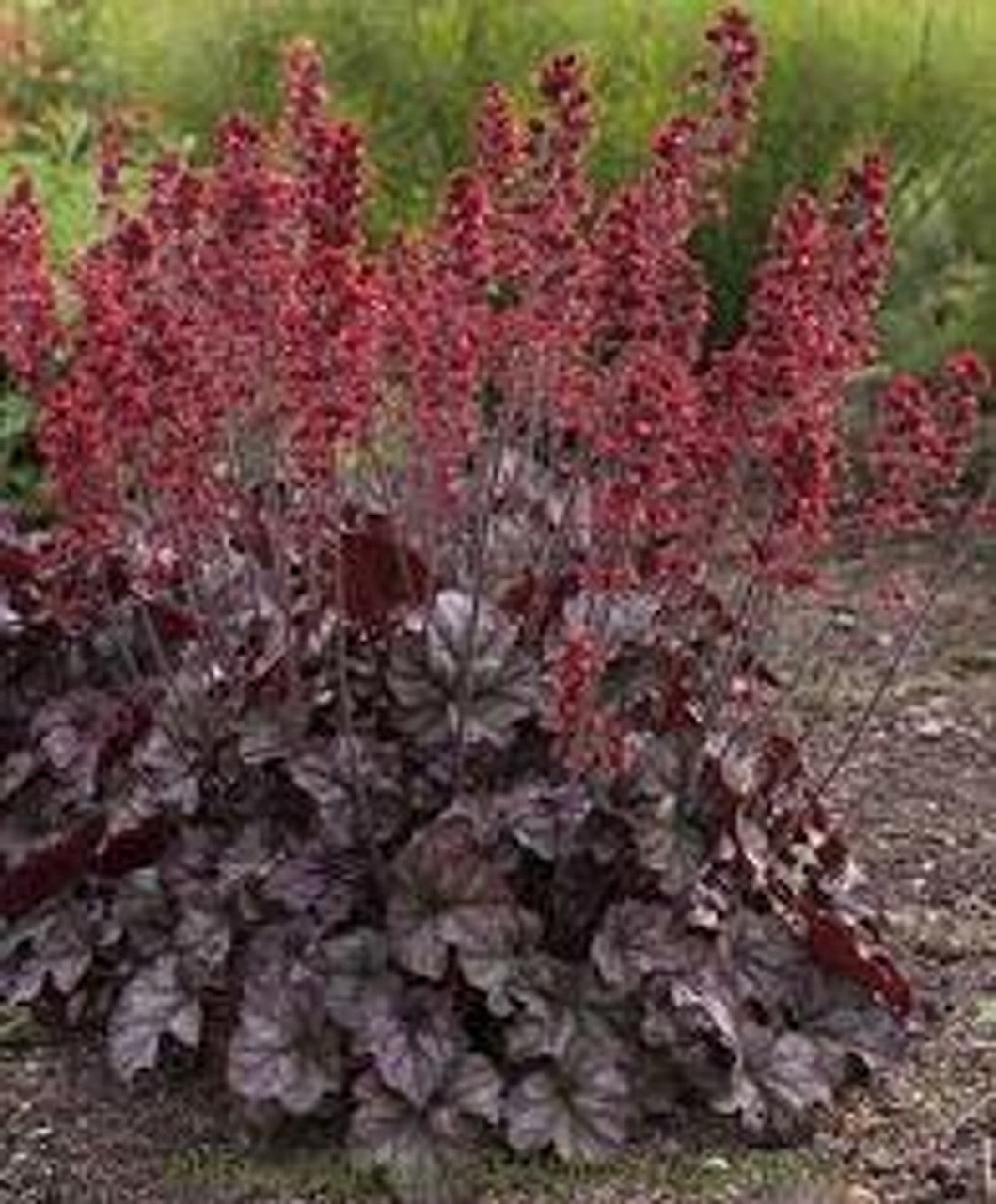 Heuchera "Hollywood" 0.10 - 0.20 m by gradina-noastra