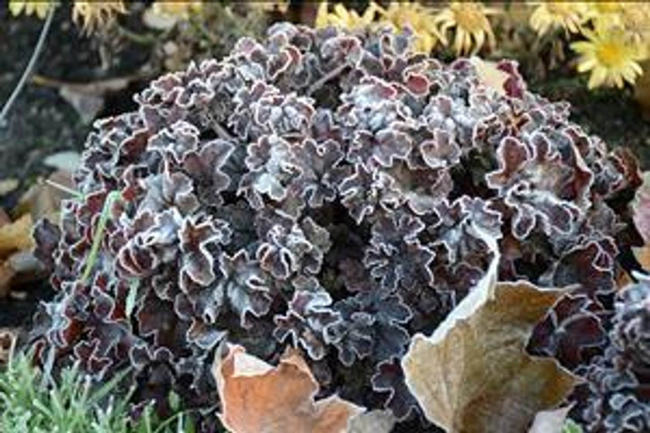 Heuchera "Hollywood" 0.10 - 0.20 m by gradina-noastra