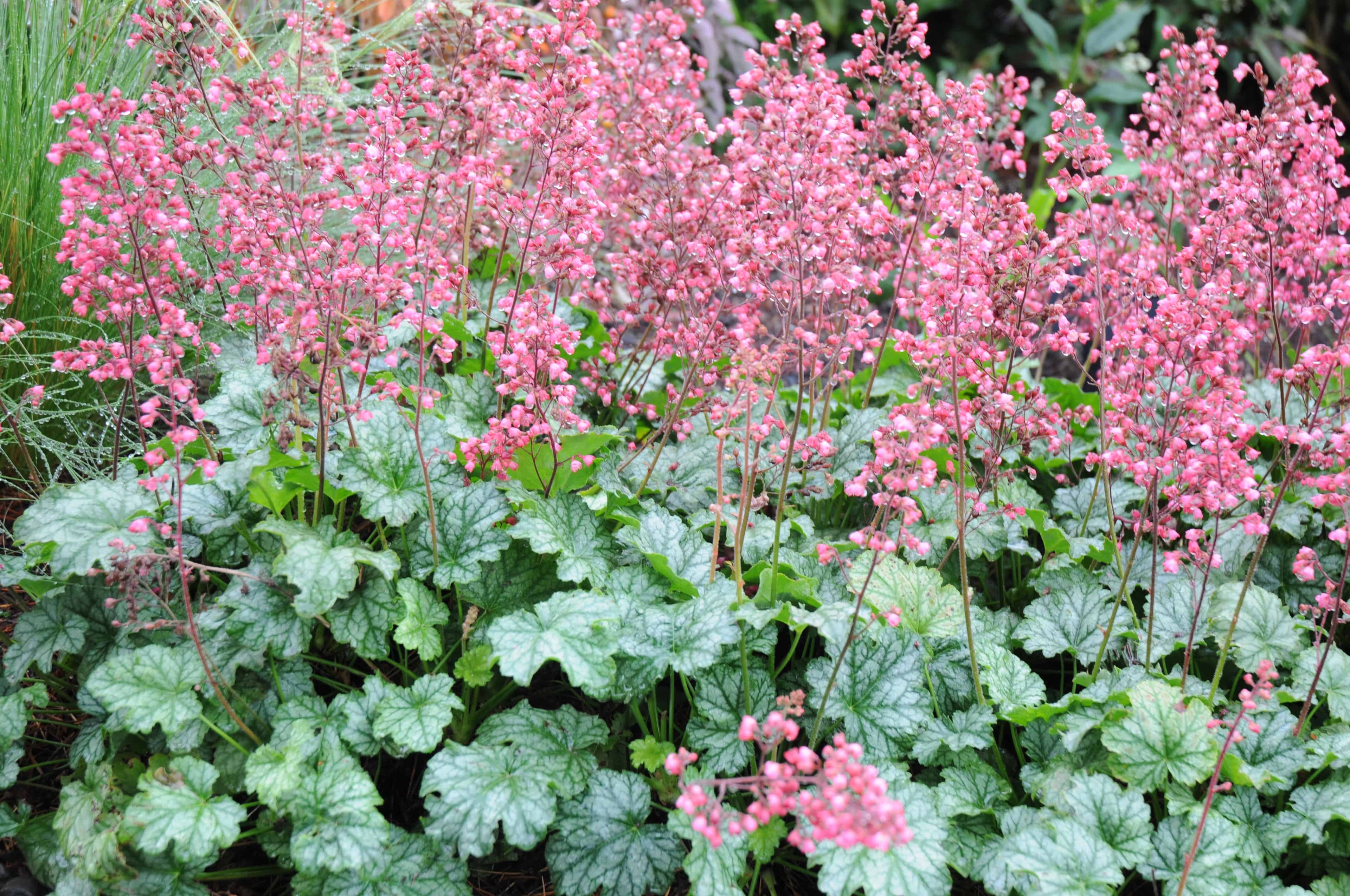 Heuchera "Paris" 0.10 - 0.20 m by gradina-noastra