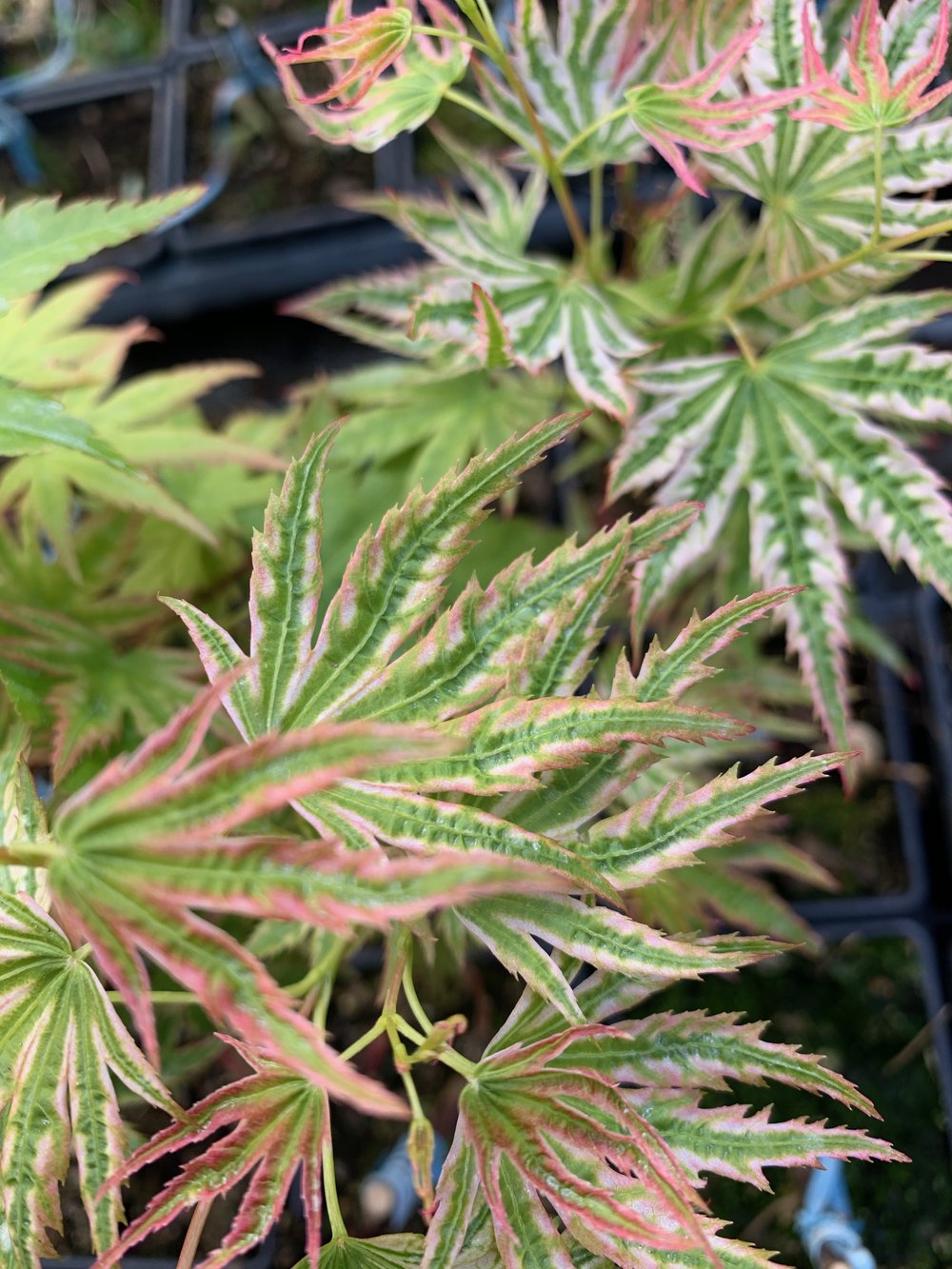 Artar japonez "Higasayama" 1.20 - 1.50 m / Acer palmatum "Higasayama"/ by gradina-noastra