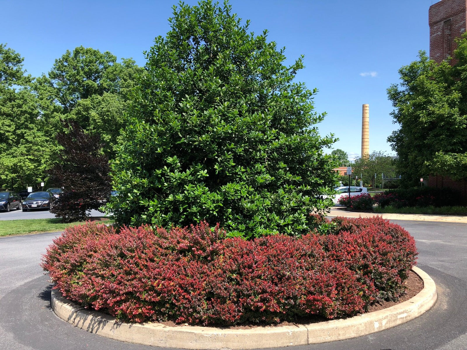 Ilex Nellie Stevens tufa / Ilex mutchagara „Nellie R. Stevens”/ - Gradina Noastra