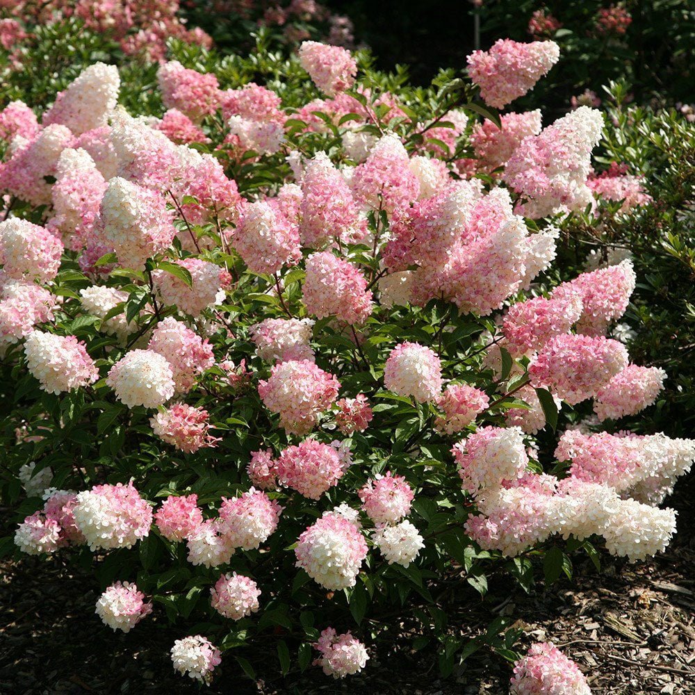 Hortensia paniculata "Vanille Fraise" / Hydrangea paniculata "Vanille Fraise" / by gradina-noastra