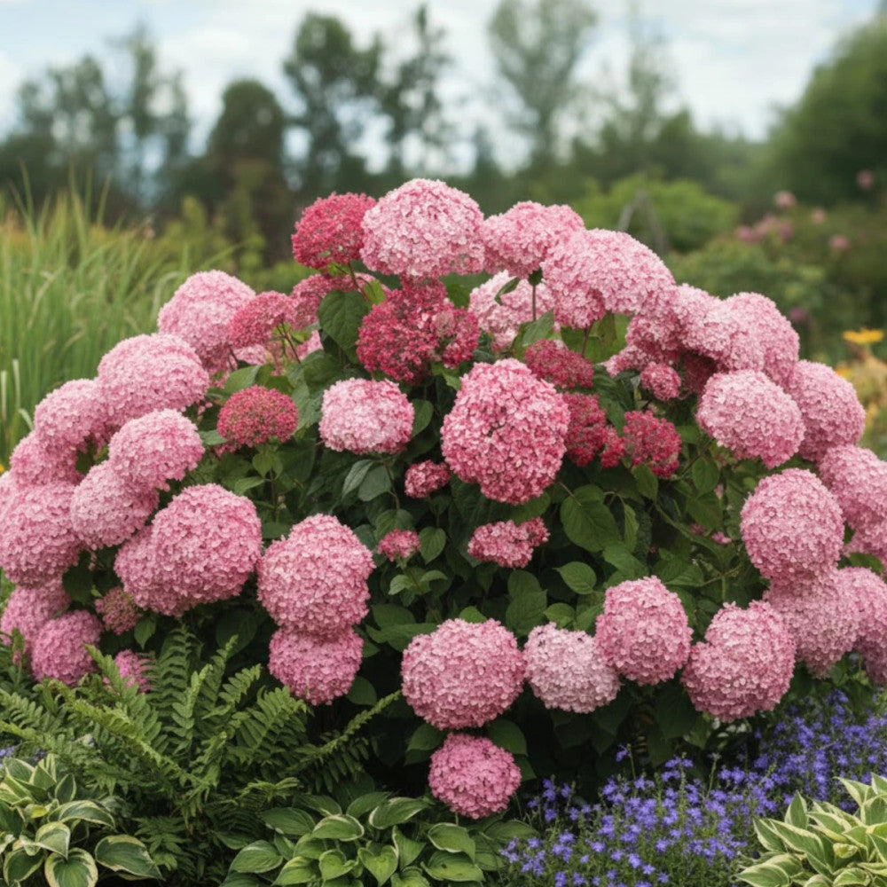 Hortensia "Pink Annabelle"/ Hydrangea arborescens "Pink Annabelle"/ - Gradina Noastra